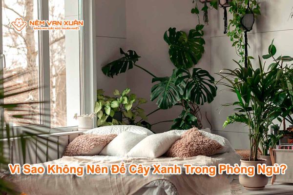 vì sao không nên để cây xanh trong phòng ngủ